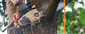 Best Tree Trimming and Pruning  in Wappingers Falls, NY