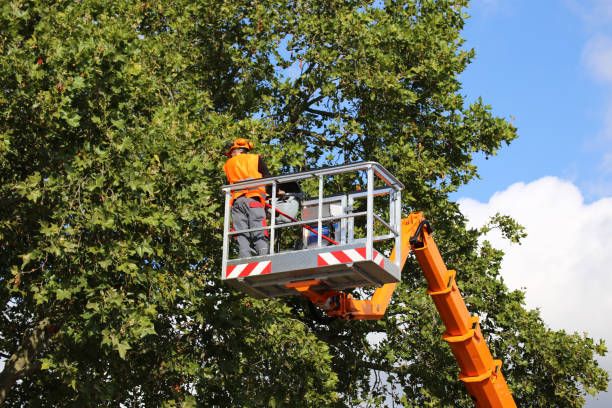 Best Utility Line Clearance  in Wappingers Falls, NY