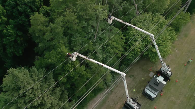 Best Emergency Tree Removal  in Wappingers Falls, NY
