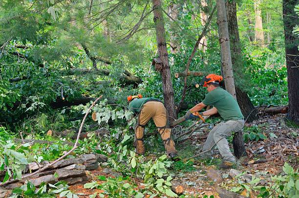 Best Lot and Land Clearing  in Wappingers Falls, NY