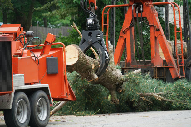 Best Tree Risk Assessment  in Wappingers Falls, NY
