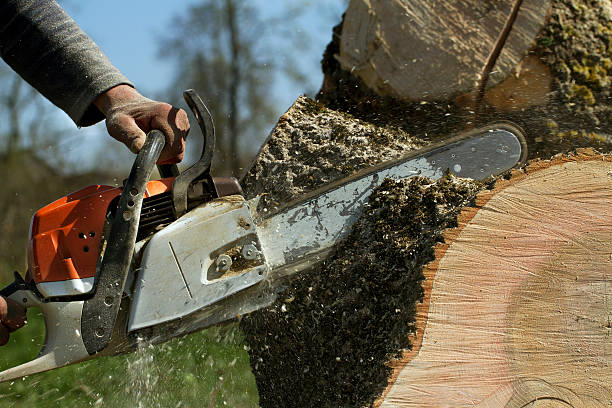 Best Lawn Renovation and Restoration  in Wappingers Falls, NY
